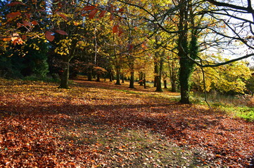 An English Autumn walk