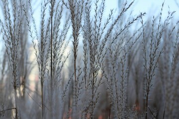 reeds in winter
