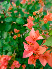 Orange flowers blooming with green leaves