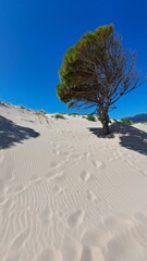 Tree in the sand of natural dune of the Spanish coast 