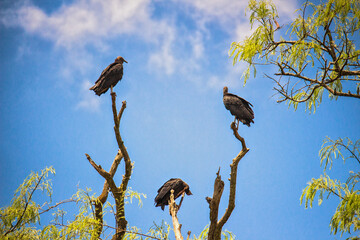Birds of prey on the branch on sunny day