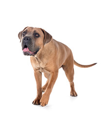 Obraz premium young cane corso