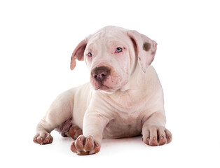 puppy bully XXL in studio