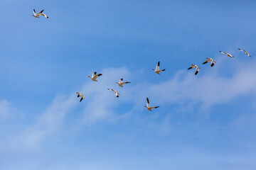 Fototapeta premium Flock of Birds Flying in Clear Blue Sky Horizon