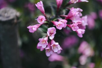 Obraz premium Closeup of pink Bush Bell Shaped flowers in a garden