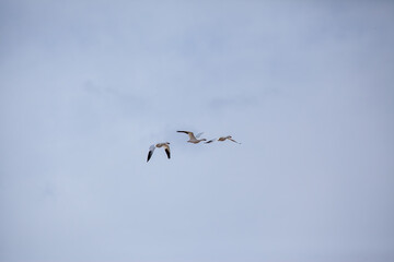 Obraz premium Flock Of Birds Gracefully Flying Across Clear Sky