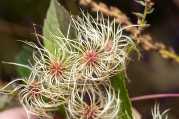 Clematis virginiana Virgin's-Bower