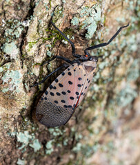 Lycorma delicatula Spotted Lanternfly