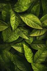 Fototapeta premium Close up of green leaves with a lot of detail. The leaves are very green and appear to be fresh