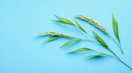 Fototapeta premium Detailed view of rice ear with fresh green leaves, isolated on a muted blue background, capturing the simplicity of natural growth