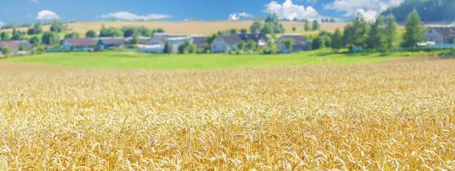 Field of wheat in sunny day. Ripening wheat ears. Crops field. Rural landscape