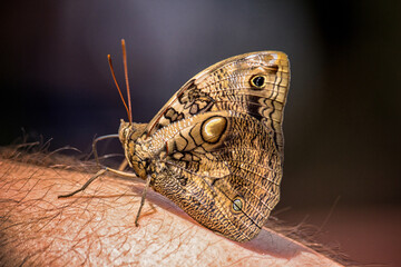 Fototapeta premium butterfly resting on a persons arm - closeup