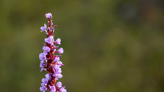 Telephoto close-up of Blue Sceptre Aristea capitata endemic geophyte in fynbos