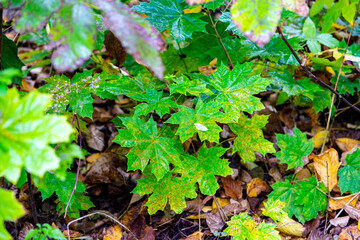 Obraz premium autumn foliage of trees