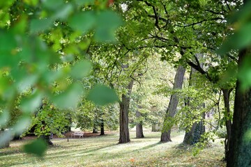 Fototapeta premium tree in the park of Bad Nauheim