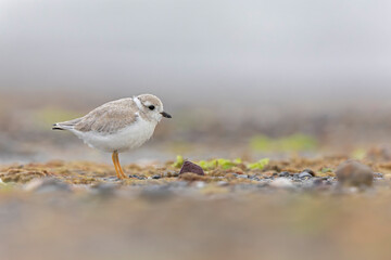 Fototapeta premium A piping plover (Charadrius melodus) young in the morning on the beach.