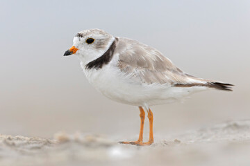 An adult piping plover (Charadrius melodus) on the beach.