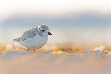 A piping plover (Charadrius melodus) young back lit in the morning sun on the beach.