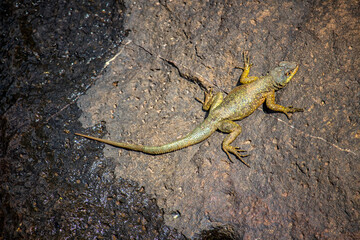 little lizard Basking in the Sun - topview
