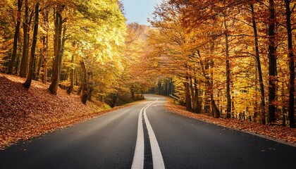 Obraz premium road in autumn forest