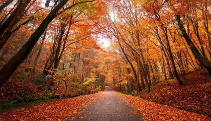 Obraz premium autumn in the forest