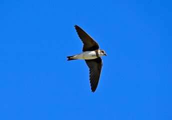 Uferschwalbe // Sand martin (Riparia riparia)