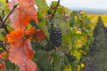photo d'une route de vigne avec de la couleur et du raisin noir en premier plan, réalisé de...