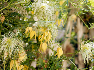 (Clematis tangutica) Golden clematis flowering in autumn with curious  bright yellow drooping flowers that open on a heart of stamens with dark anthers turning into feathery, silvery fruits