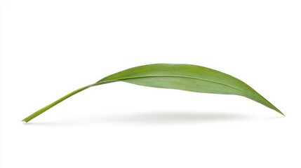Obraz premium Single rice ear with green leaf, isolated on a white background, with shadows creating depth and dimension, emphasizing natural simplicity