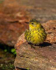 Cape May warbler perched on a rock