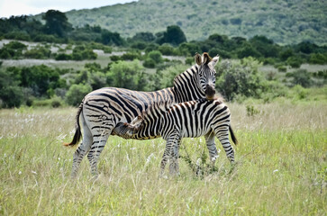 Fototapeta premium baby zebra drinks from the zebra mother