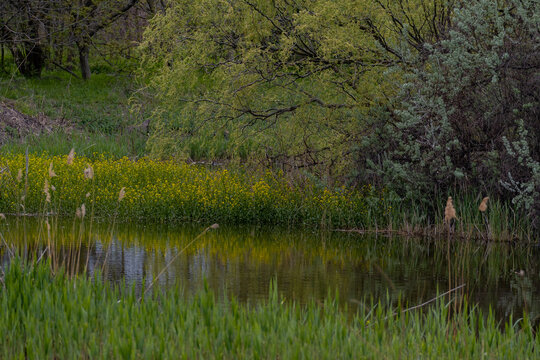 Vacaresti Natural Park, a delta formed in the center of Bucharest. Spring landscape with willows in the glade with reeds and yellow flowers
