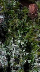 Moos Baumstamm Natur Wald Hintergrund Detail Nahaufnahme 