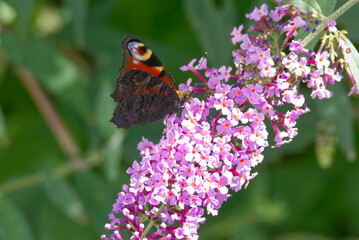 European peacock butterfly (Aglais io) perched on summer lilac in Zurich, Switzerland
