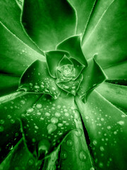 Succulent Plant.Water Drops.Macro Photography.Fresh Leaf.Natural Beauty.Dew Drop.Green Succulent.Botanical Detail.Plant Texture.Garden Scene