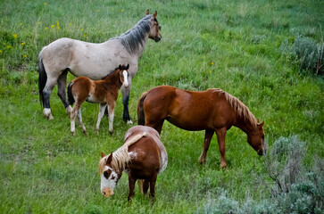 Obraz premium Horses in the Field