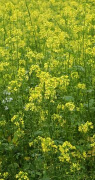 White mustard, (Sinapis alba) Tall furrowed, erect and ramified stems with inflorescences in clusters of yellowish sepals and yellow petals above palmate and  lobate leaves with indented margin