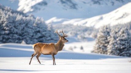 Obraz premium A majestic stag walks through a snow-covered landscape, surrounded by trees, capturing the beauty of winter in a serene setting.