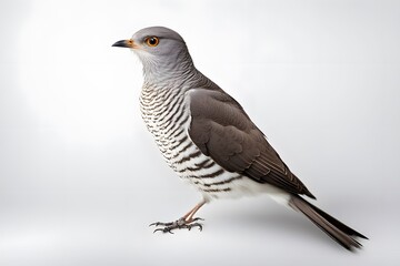 Obraz premium Cuckoo bird on white background, AI Generated