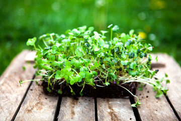 green fresh herb leaves in a wooden box.