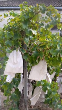 Vineyards with grape clusters in paper bags. Real time video.