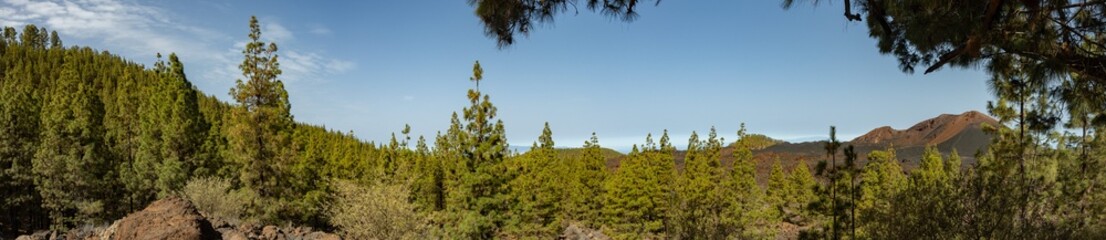 Panoramic view of the pine forest and the Chinyero volcano on the island of Tenerife. Canary...