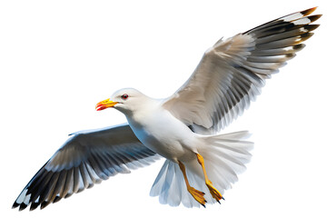 Obraz premium Seagull flying TRANSPARENT PNG