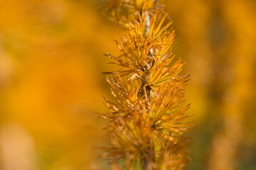 Fototapeta premium Yellowed larch on a bright autumn day