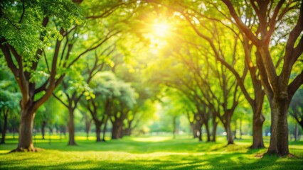 Fototapeta premium A Sunny Day in a Lush Forest of Trees, with Sunlight Filtering Through the Canopies and Casting a Golden Glow on the Verdant Grass Beneath