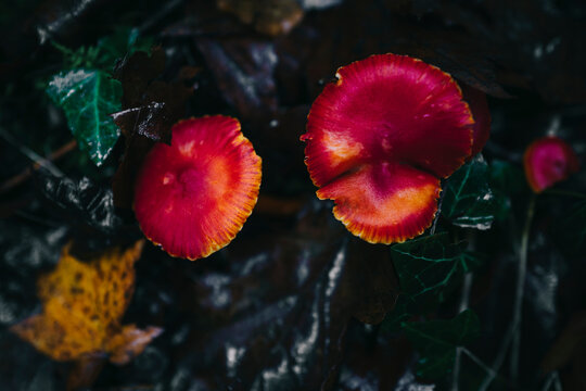 Hygrocybe cochineal, Mushroom