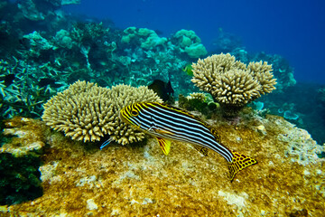 coral reef with fish