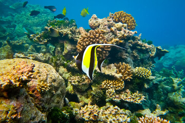 coral reef and fish