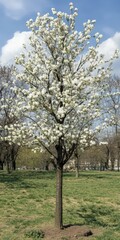 Obraz premium Stunning White Blossoms on a Tree in Spring