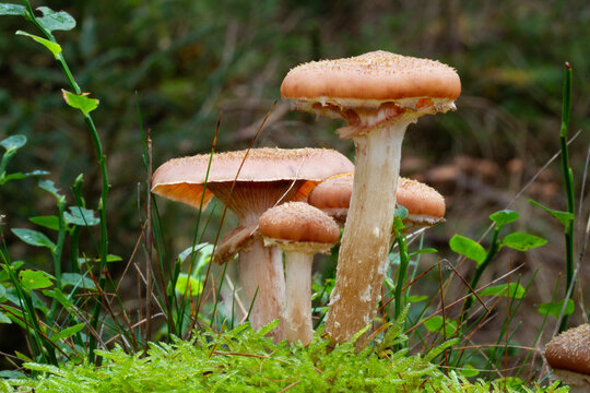 Four Honey mushrooms, Armillaria ostoyae,  in moss